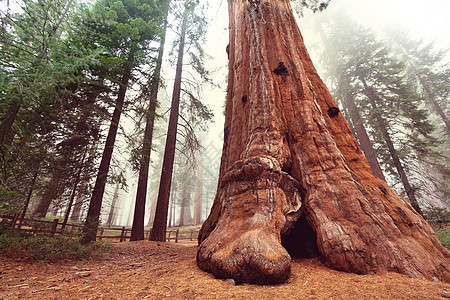 加州内华达山脉的红杉树图片