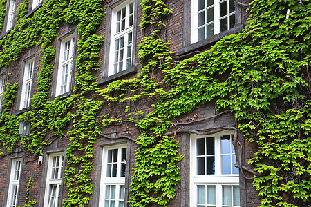 用窗户覆盖着常春藤的房子墙图片