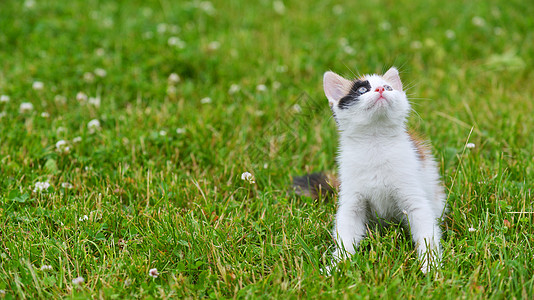 莫特利猫绿草地上玩耍高清图片