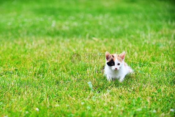 莫特利猫绿草地上玩耍图片