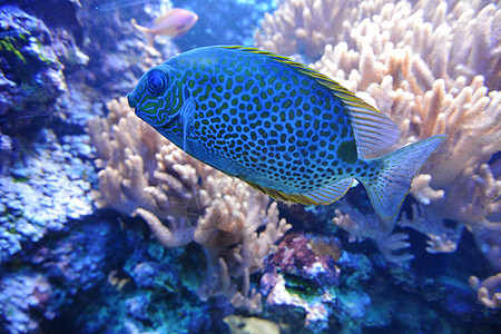 海洋水族馆中的蓝色鱼类珊瑚图片