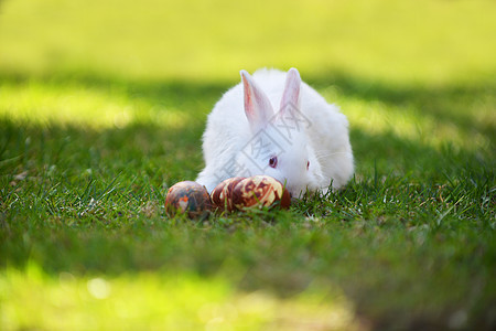 白兔复活节彩蛋图片