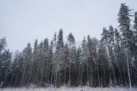 森林覆盖着雪冬季景观图片