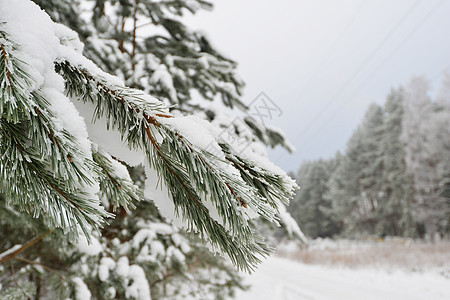 冬天的树覆盖着毛茸茸的雪图片