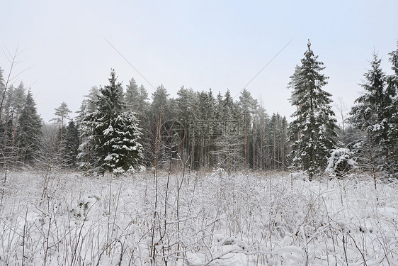 森林覆盖着雪冬季景观图片