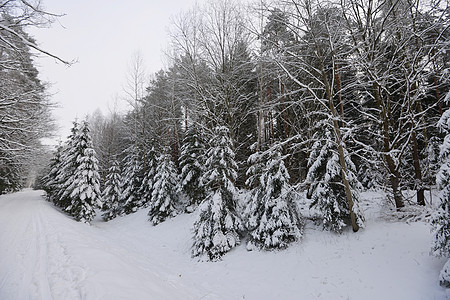 森林覆盖着雪冬季景观图片