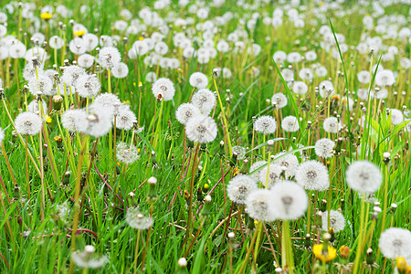 蒲公英盛开春天的农场田野高清图片