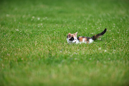 莫特利猫绿草地上玩耍图片