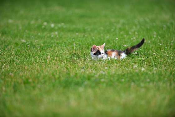 莫特利猫绿草地上玩耍图片