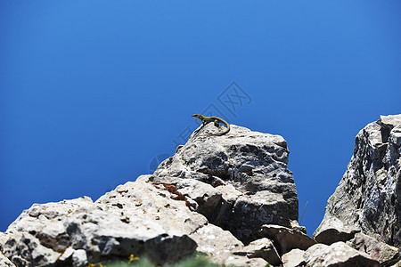 岩壁顶部的蜥蜴图片