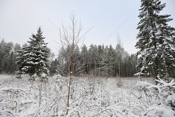 森林覆盖着雪冬季景观图片