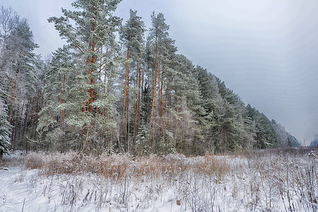 森林覆盖着雪冬季景观图片