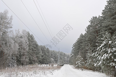 白雪覆盖的森林道路,冬季景观图片