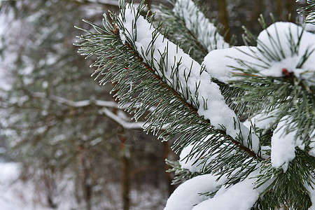 冬天云杉的树枝上覆盖着蓬松的雪图片