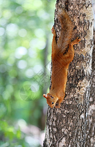 树上的红松鼠图片