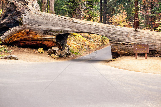 隧道登录红杉公园加州,美国图片