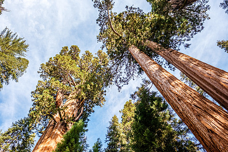 古代红木矮几秋葵公园加州,美国背景