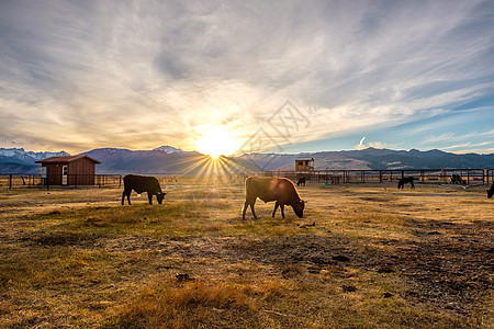 奶牛在日落的田野上高清图片