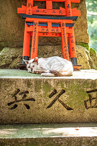 日本京都的fushimiinaritaisha神社的ver百万托里路径日本京都的fushimiinaritaisha神社 高清图片下载 正版图片 摄图网