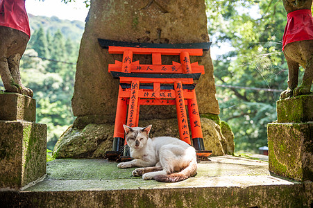 托里门福希米伊纳里神社猫,京都,日本图片