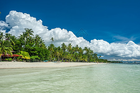 阿洛纳热带海滩与棕榈树Panglao,菲律宾图片