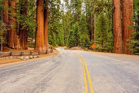 红木森林红杉公园路穿过红杉加州,美国背景