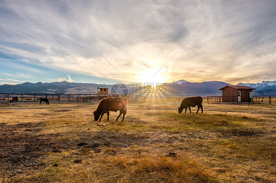 奶牛日落的田野上,加利福尼亚,美国图片