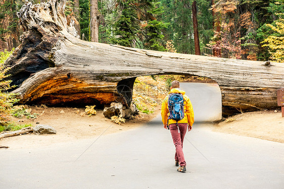 游客背包徒步旅行红杉公园加州,美国图片