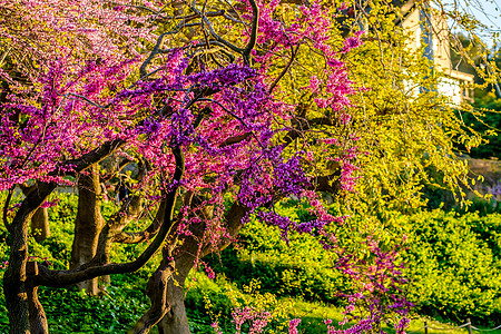 春日,山中桃花盛开巴塞罗那,加泰罗尼亚背景图片