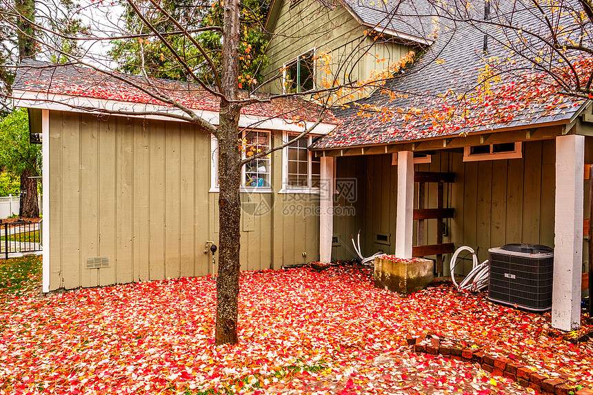 秋天的雨天,带花园后院的住宅潮湿的人行道上飘落的黄色红色的秋叶图片