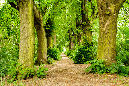 德国科布伦茨附近森林中树木的小径图片