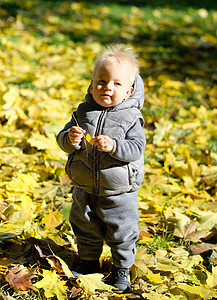 户外穿着温暖背心夹克的蹒跚学步的孩子的肖像岁的小男孩,秋天公园里枫叶图片