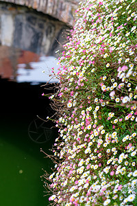美丽的花田布鲁日布鲁日与水渠桥梁,法兰德斯,比利时,春季季节图片