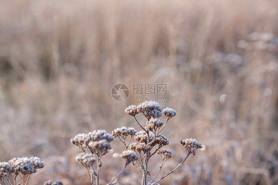 季节变化,草与晨霜图片