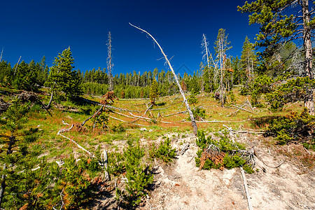 美国怀俄明州黄石公园的森林图片