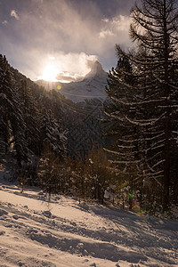 美丽的冬日,山毛榉瑞士与新鲜的雪图片