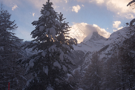 美丽的冬日,山毛榉瑞士与新鲜的雪图片
