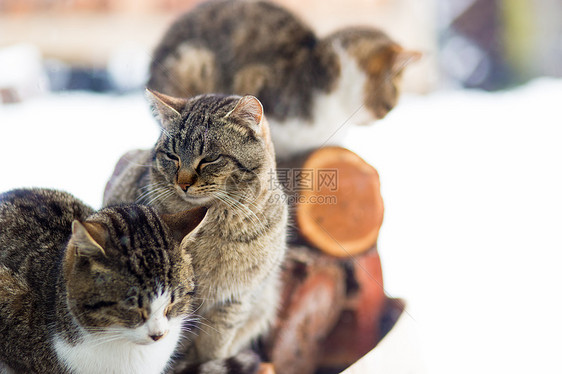 寒冷的冬天,猫雪地里图片