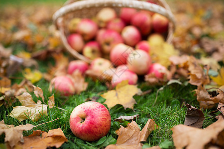 农业,园艺,收获人们的秋天的花园里用成熟的红苹果把柳条篮子关来图片