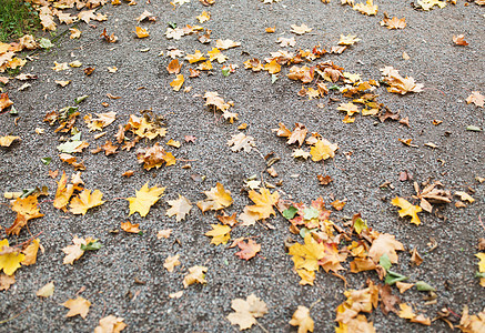 季节,自然环境的秋天枫叶地上图片