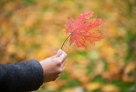 季节,自然人的特写女人手握秋枫叶图片