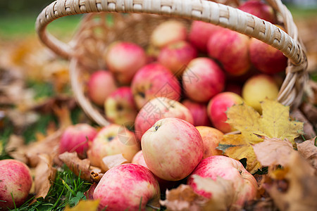 农业,园艺,收获人们的秋天的花园里用成熟的红苹果把柳条篮子关来图片