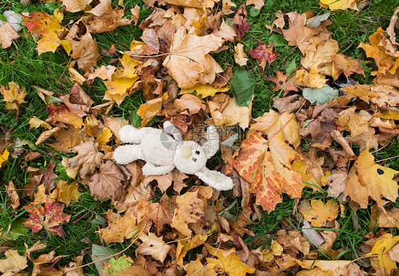 季节,童孤独的孤独的玩具兔子秋天落叶图片