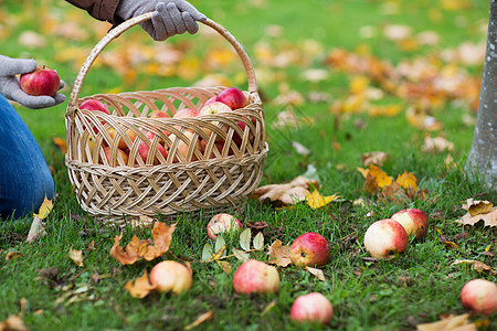 农业园艺收获人们的女人秋天的花园里摘苹果并把它们放进柳条篮子里图片