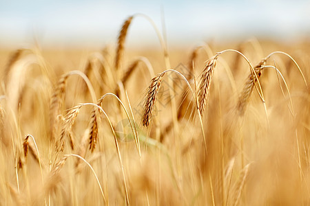 自然夏季收获农业用成熟黑麦小麦的小穗谷物田图片