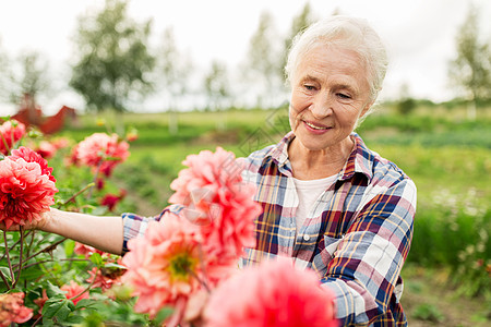 农业,园艺人的快乐的老年女子与鲜花盛开夏季花园背景图片