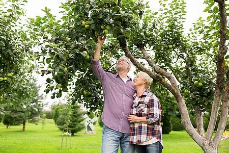 农业,园艺,收获人的资深夫妇与苹果树夏季花园图片