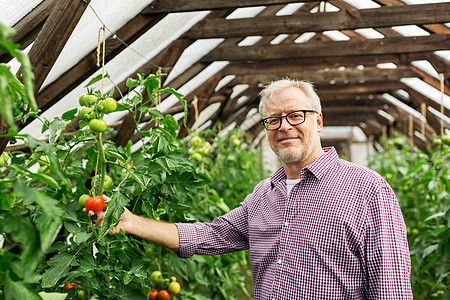 农业,园艺,老人的老人农民农场的温室里种植西红柿图片
