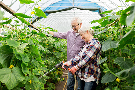 农业,园艺,农业人的快乐的老夫妇花园软管浇水植物黄瓜幼苗农场温室图片