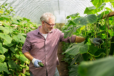 收割植物的男人农业,园艺,老人人的老人农场的温室里收获黄瓜作物背景